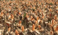 Presiden Prabowo Dijadwalkan Hadiri Panen Raya Jagung Serentak di Tuban, Polri dan Petani Perkuat Ketahanan Pangan Nasional